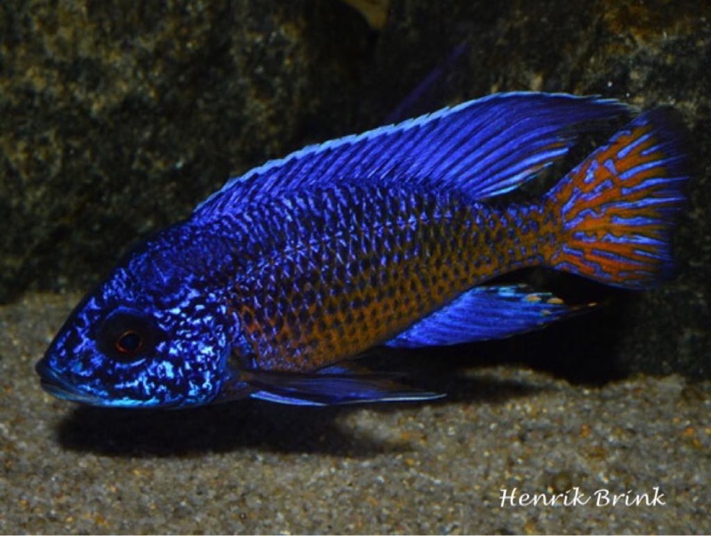 Aulonocara stuartgranti 'Ngara'